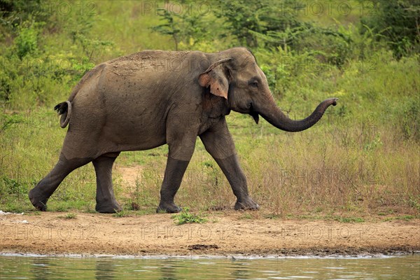 Sri lankan elephant