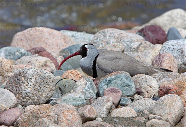 Ibisbill