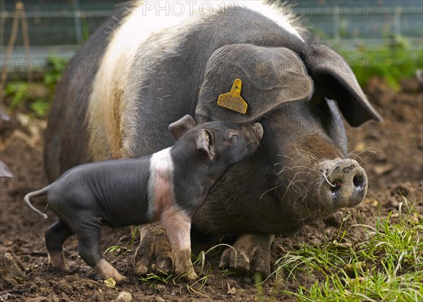 Domestic Pig