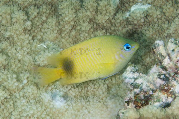 Johnston Damselfish