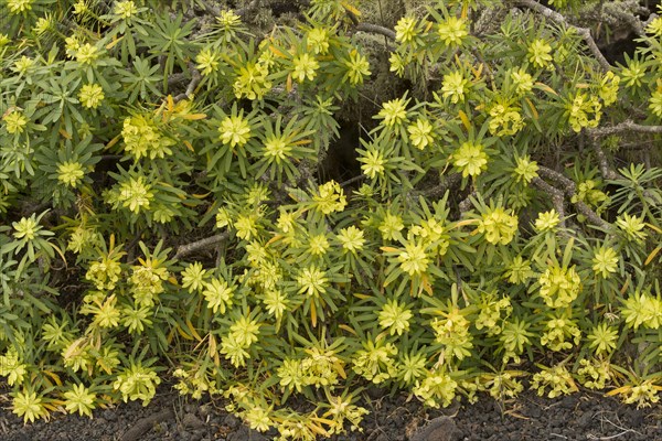 King Juba's Spurge
