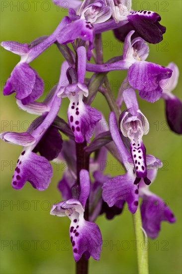 Long-spurred Orchid