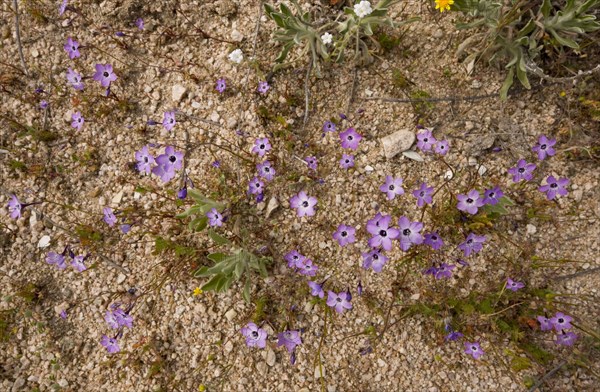 Bird's-eye Gilia