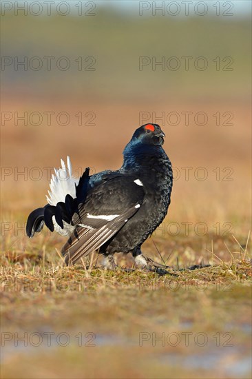 Black grouse