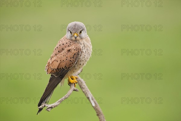 Common Kestrel