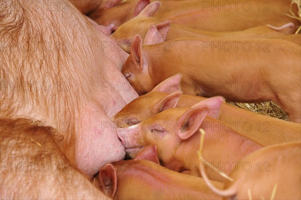 Domestic pig