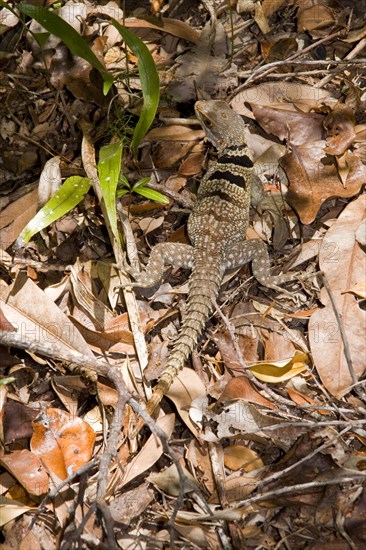 Great Madagascar Tree Iguana