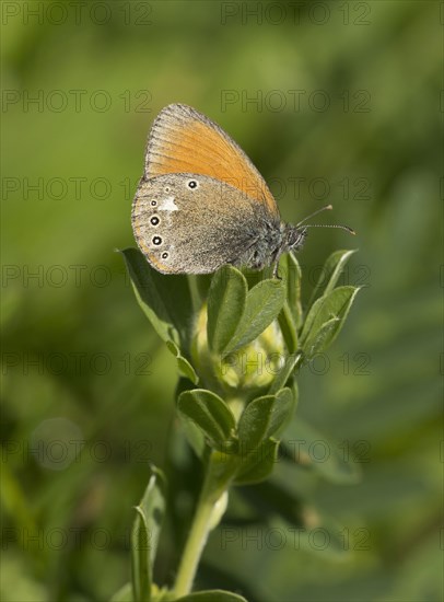 Chestnut Heath