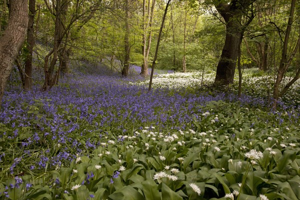 Ramsons