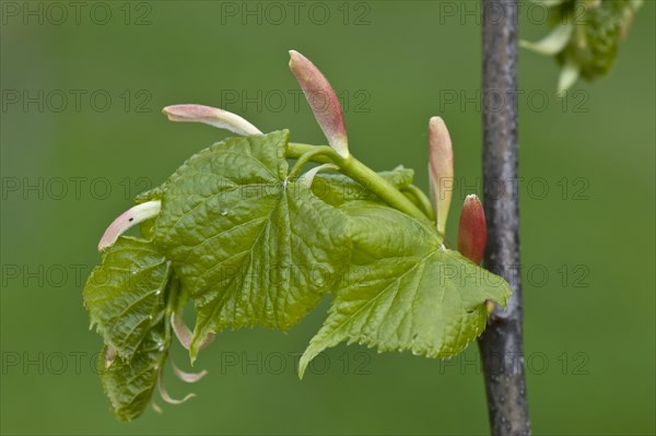 Small-leaved small-leaved lime