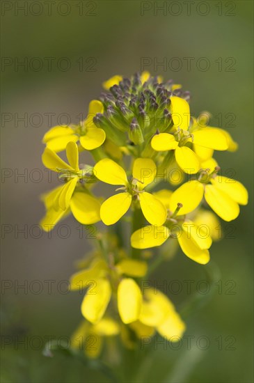 Fragrant wallflower