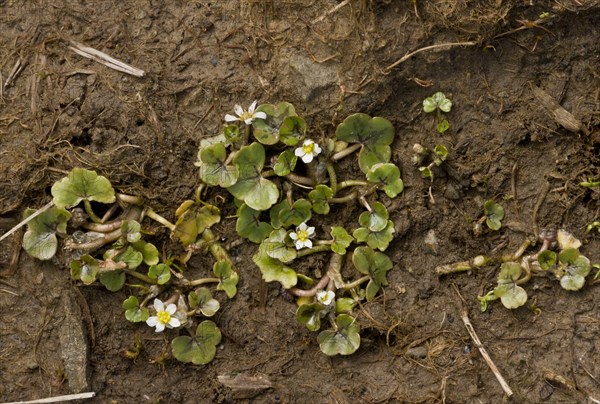 Ivy-leaved Crowfoot