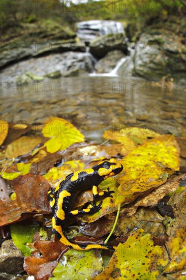 Fire salamander