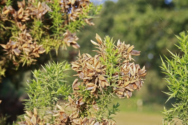 Common Gorse