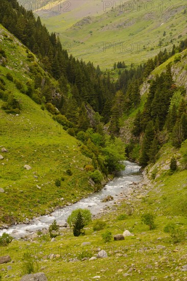View of mountain valley stream habitat
