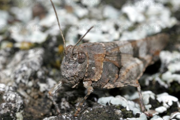 Blue-winged Grasshopper