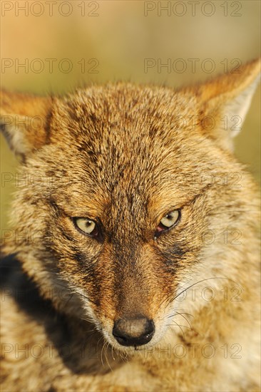 Golden Jackal