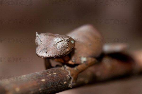 Fantastic Leaf-tailed Gecko