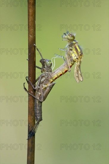 Early damselfly