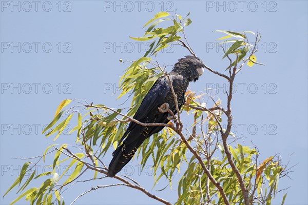 Red-tailed black cockatoo