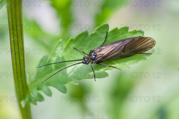 Caddis fly