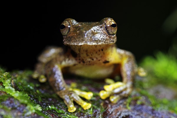 Copan Stream Frog