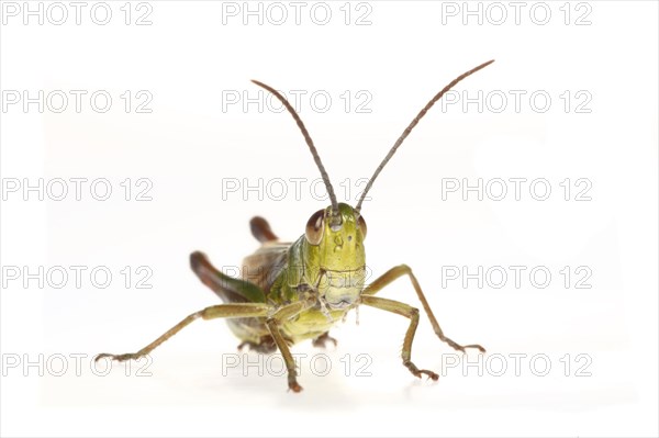 Meadow grasshopper