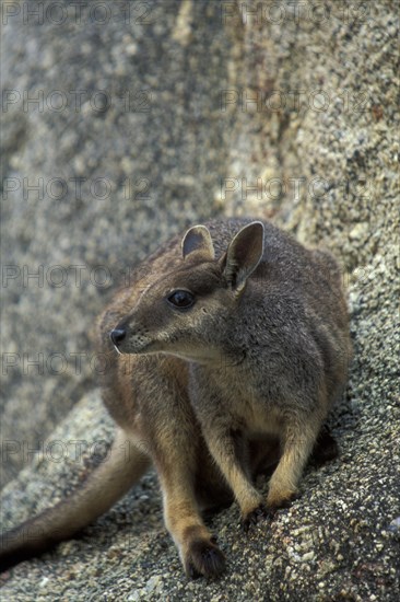 Queensland Rock Kangaroo