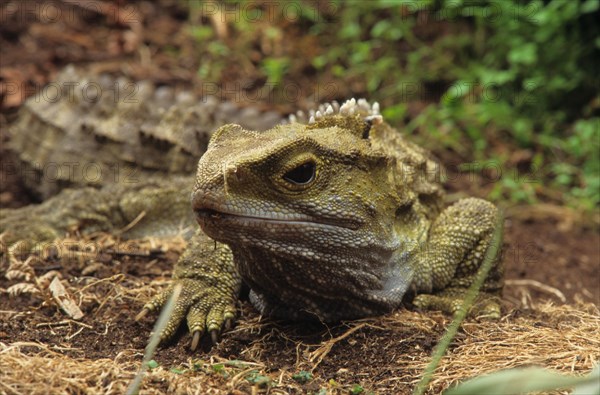 Bridge Lizard
