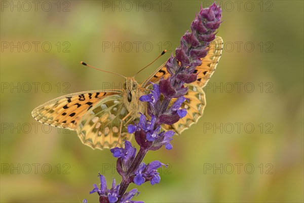 Argynnis aglaia