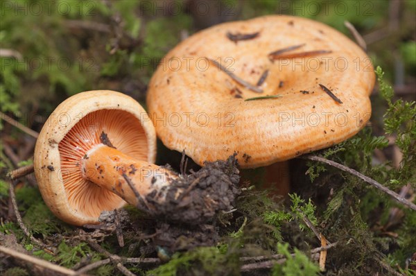 (Lactarius) salmonicolor