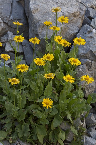 Large-flowered Leopard's Bane