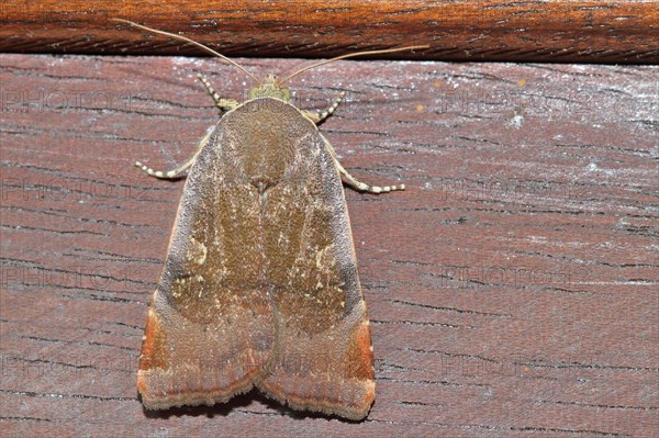 Langmaid's Yellow Underwing Moth