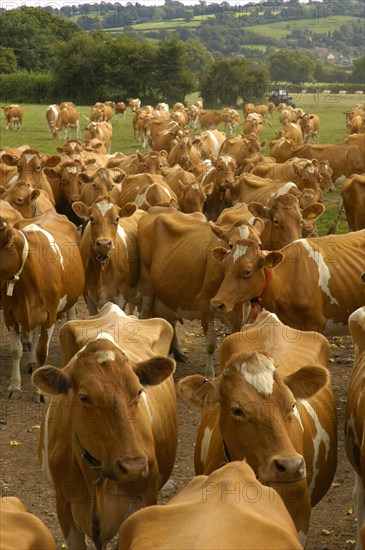 Domestic Cattle