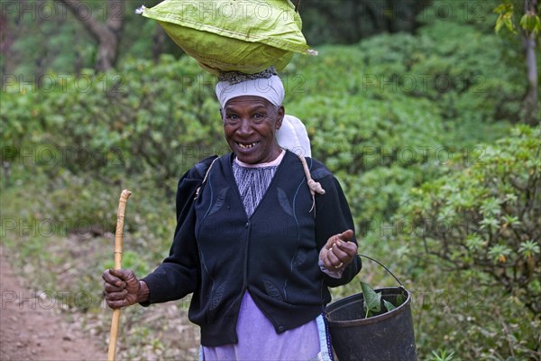 Old Creole woman carrying goods on her head on the island of Sao Nicolau