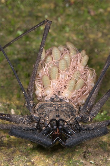 Tailless whip scorpion