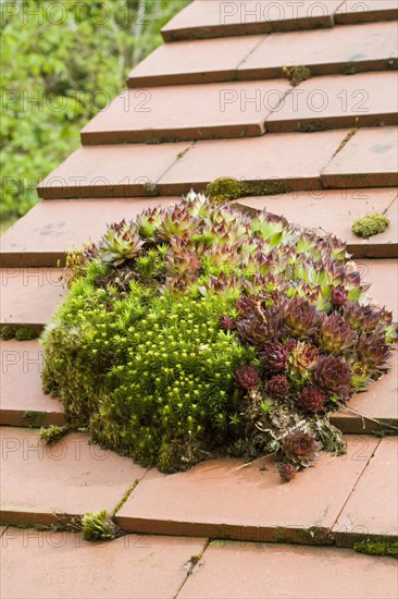 Houseleek