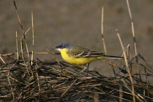 Eastern Yellow Wagtail