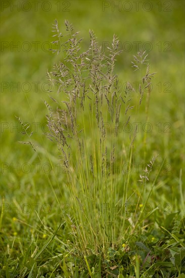 Common red fescue