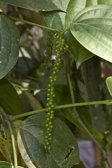 Black pepper is obtained by picking the green