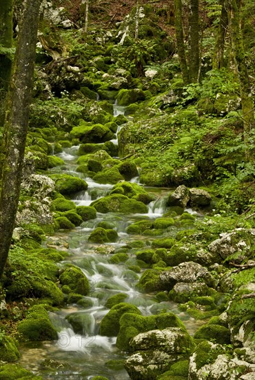 Spring and source of the stream with mossy boulders in old beech and sycamore maple forests on limestone