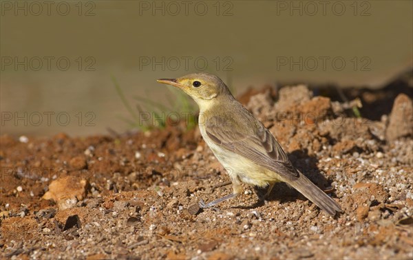 Melodious Warbler