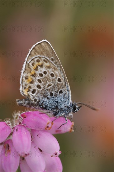 Silver-studded Blue