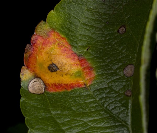 Cultivated Apple