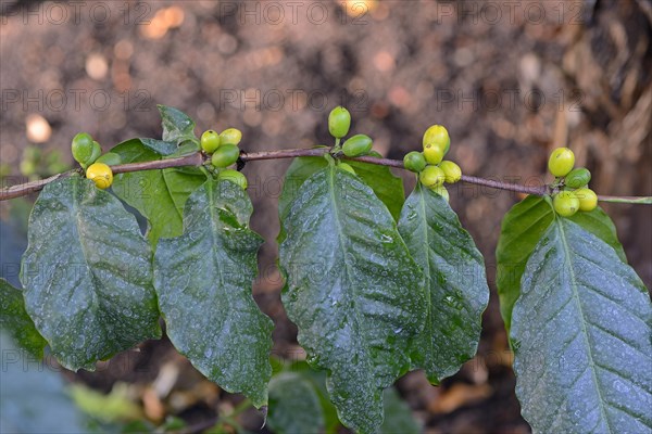 African coffee