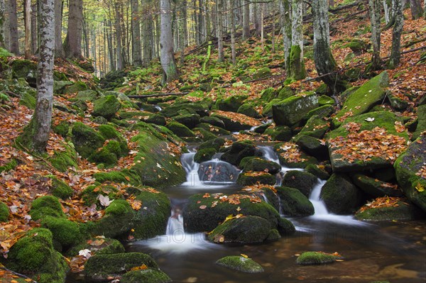 Waterfall at the Kleine Ohe