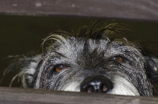 schnauzer