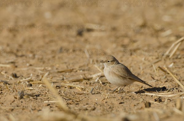 Ammomanes cincturus