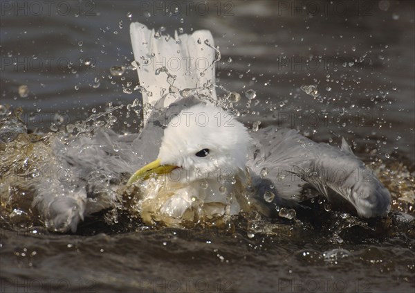 Kittiwake