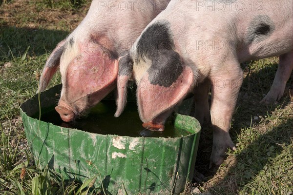 Domestic pig